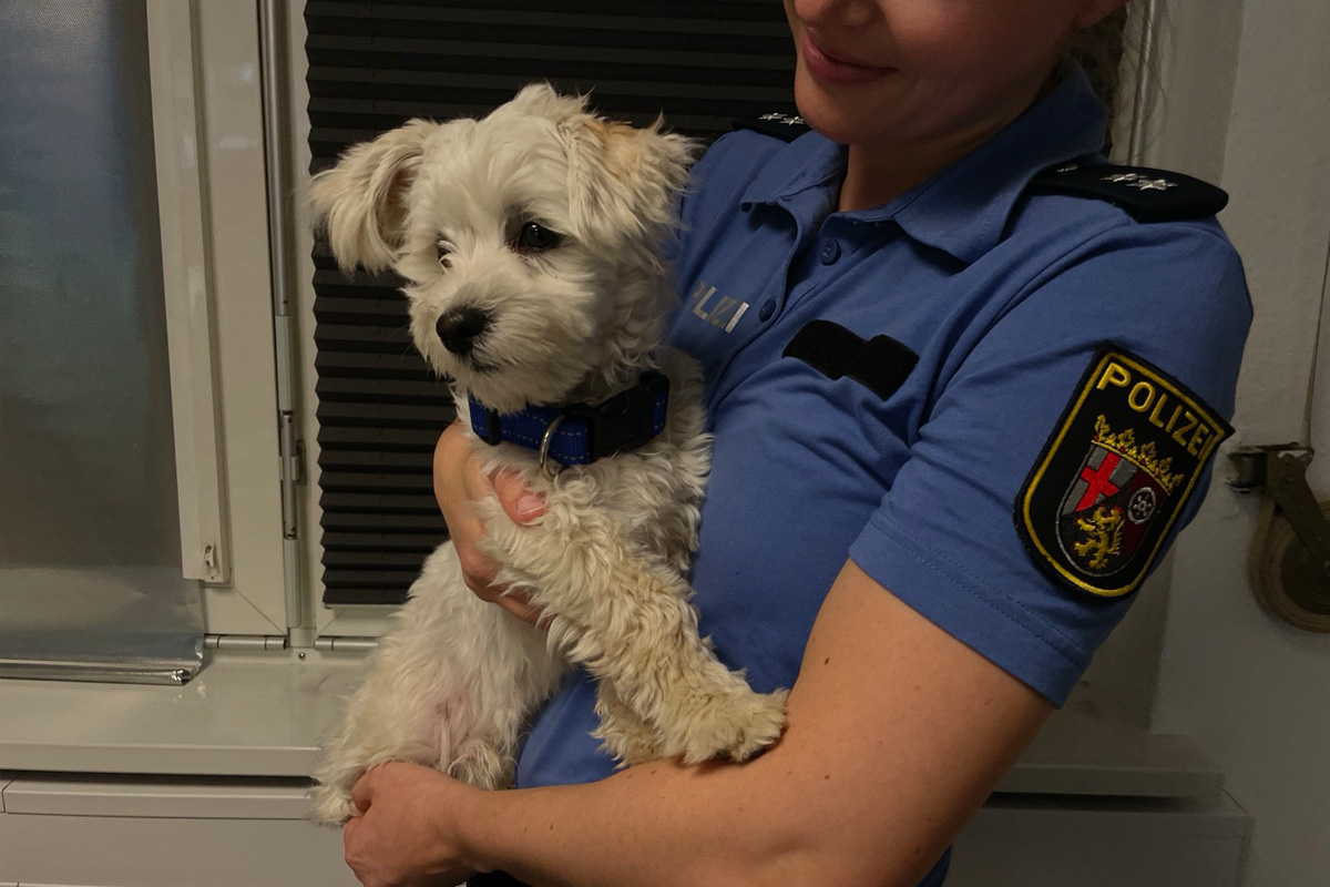 Oppenheim – Polizei sucht Besitzer von freilaufendem Hund