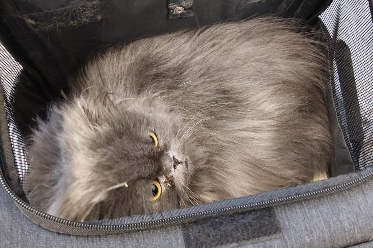 Aachen – Zwei Katzen am Hauptbahnhof ausgesetzt