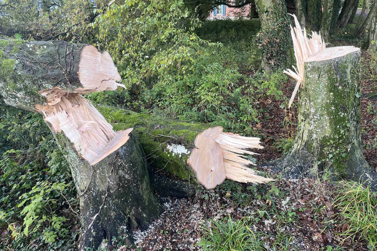 Rapperswil-Jona SG - Elf Bäume unberechtigt gefällt 