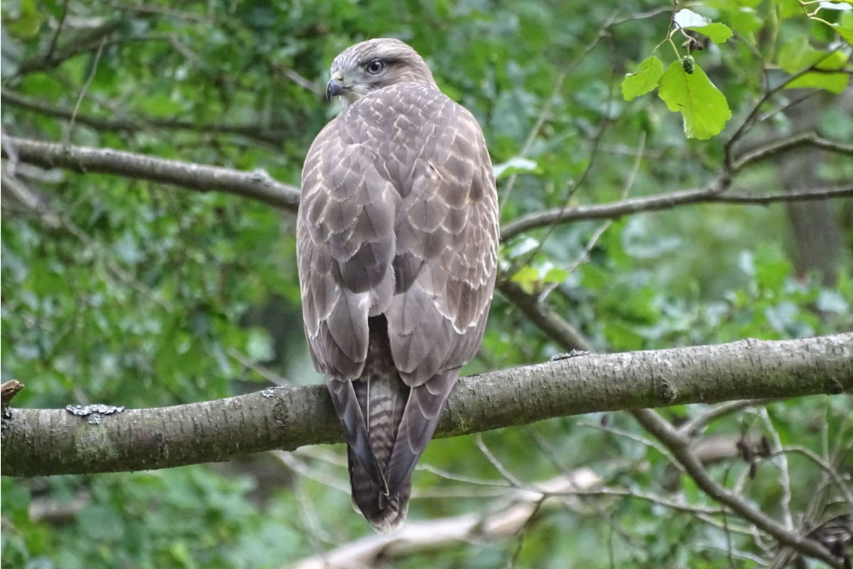 Dienten S – Verletzter Mäusebussard geborgen
