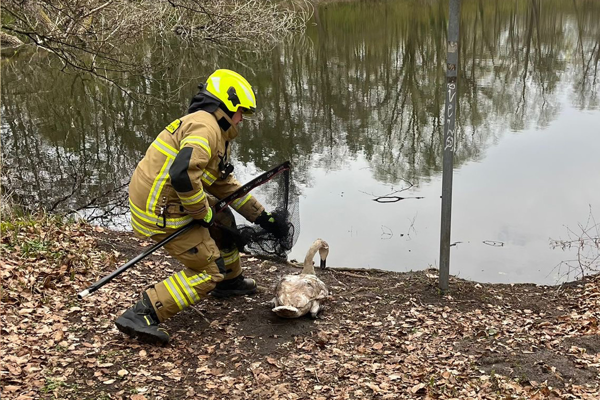 Paderborn – Zugverkehr für Rettung von Schwan gestoppt