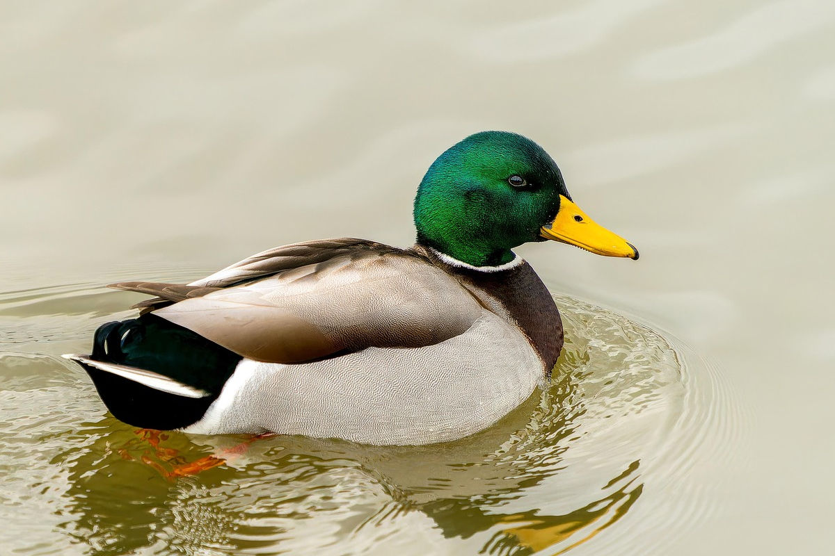 Ohlsdorf – Unbekannte schießen auf Ente und flüchten