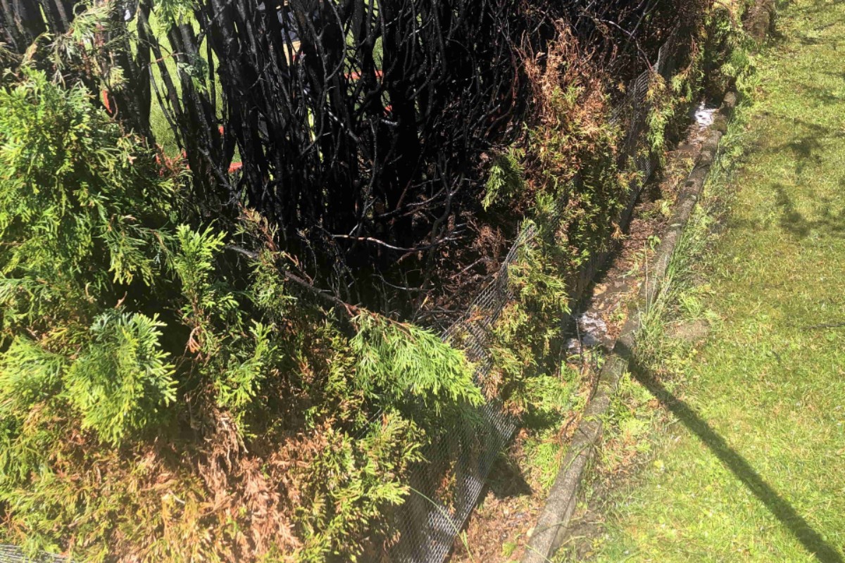 Thuja-Hecke des Nachnarn brannte in Züberwangen SG
