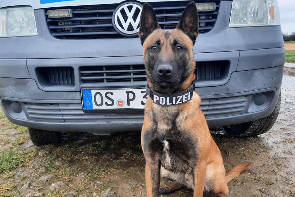 Osnabrück – Polizeihund "Crixus" findet 1,6 Kilo Heroin