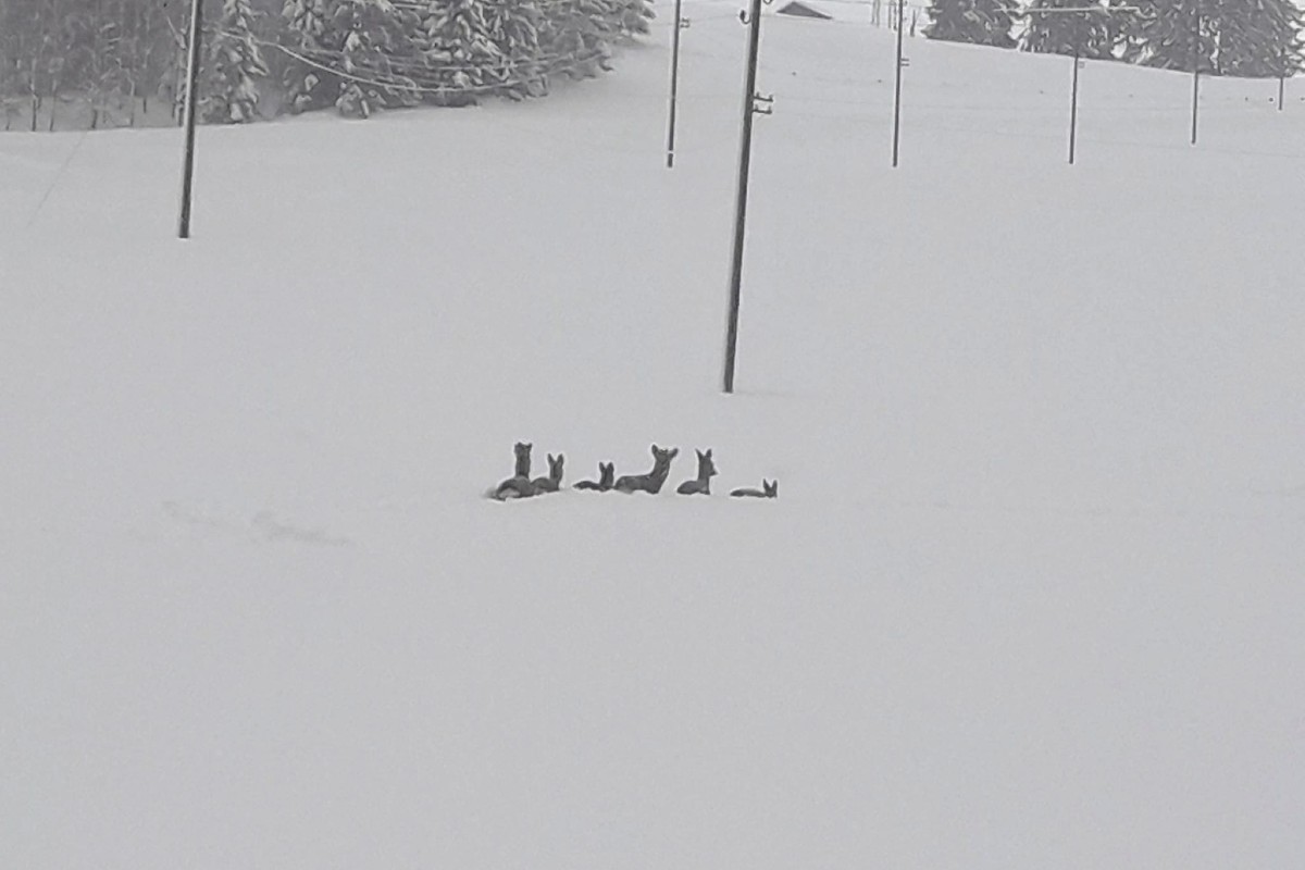Wichtiger Aufruf - Hohe Schneemengen - Wildtiere kämpfen um ihr Überleben 