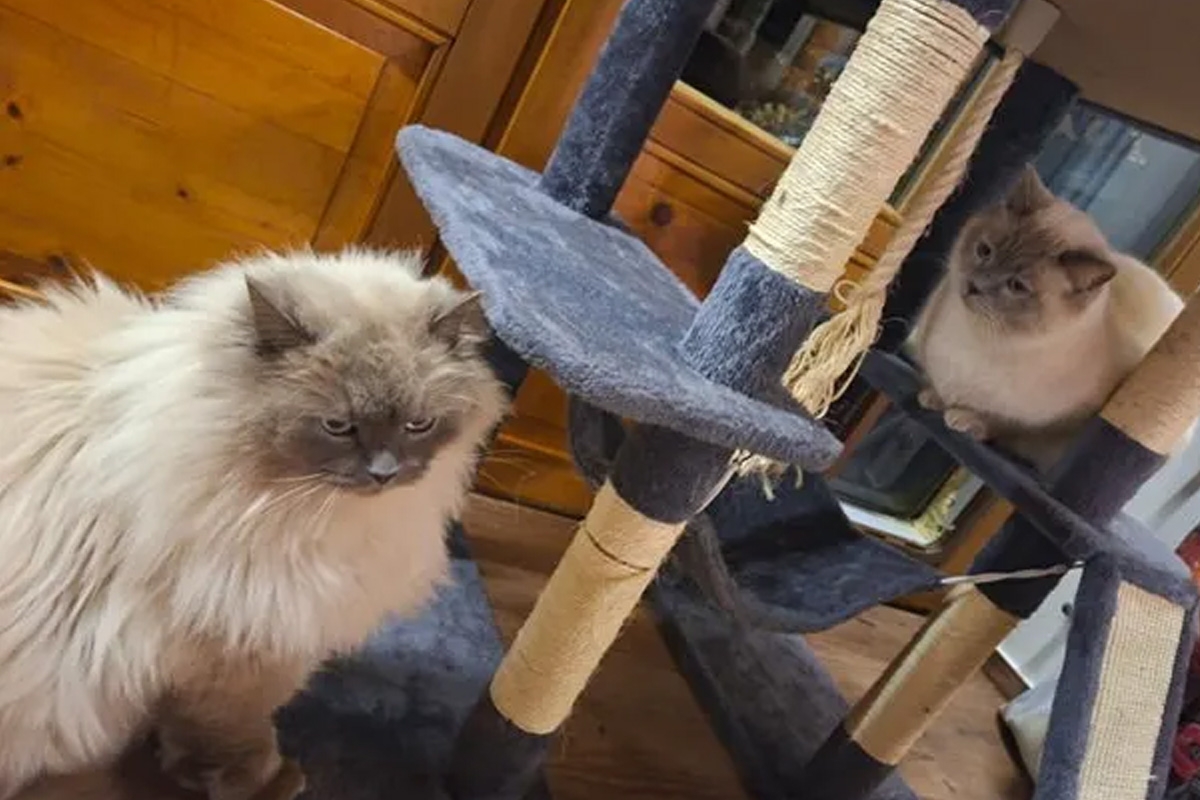 Füssen – Gestohlenen Kater 600 Kilometer entfernt gefunden