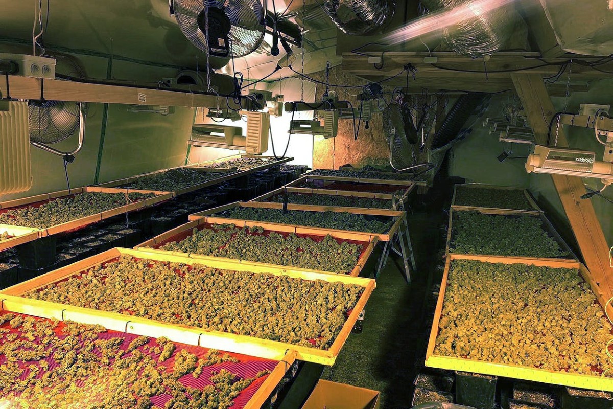 Kirchlindach BE - Hanf-Indooranlagen ausgehoben - vier Männer ermittelt!