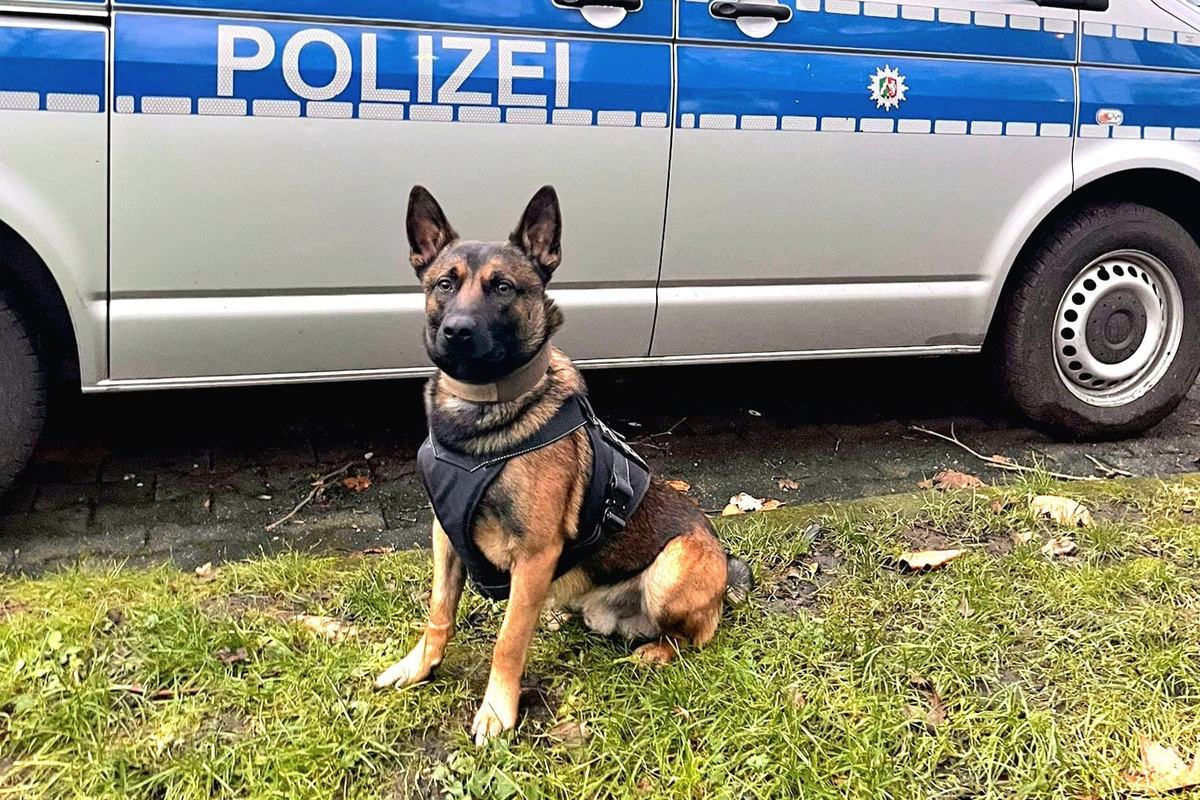 Dortmund – Diensthund stellt Gerüstdieb auf Schrottplatz