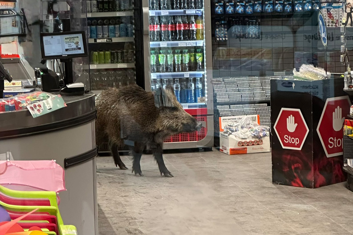 Berlin – Wildschwein verirrt sich in Einkaufszentrum