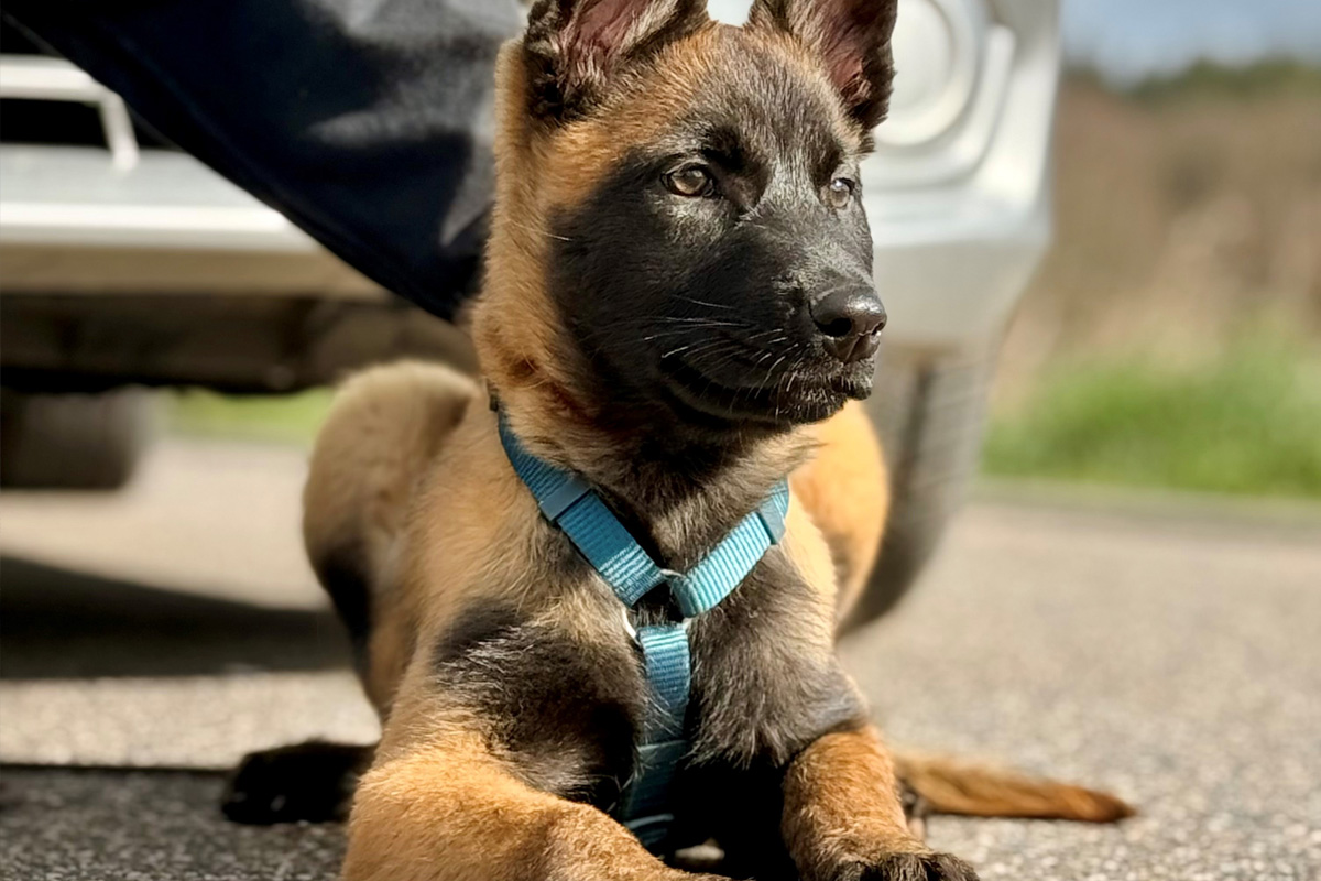 Euskirchen – Hündin "Mellon" beginnt Ausbildung zum Polizeihund