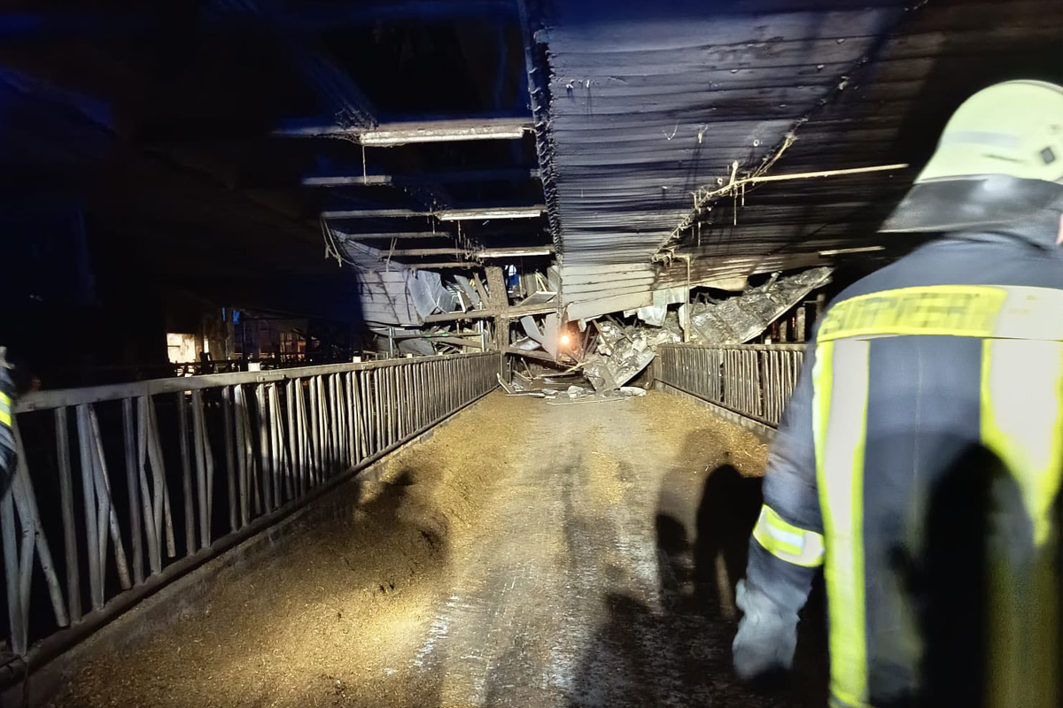 Wiesenburg – Stall­dach stürzt wegen Schneelast auf Kühe