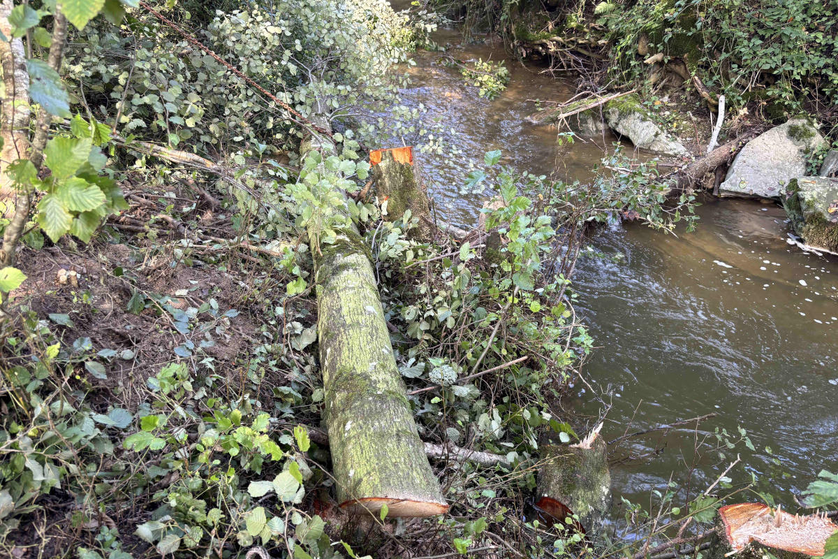 Niederbüren SG - Arbeitsunfall bei Holzarbeiten 