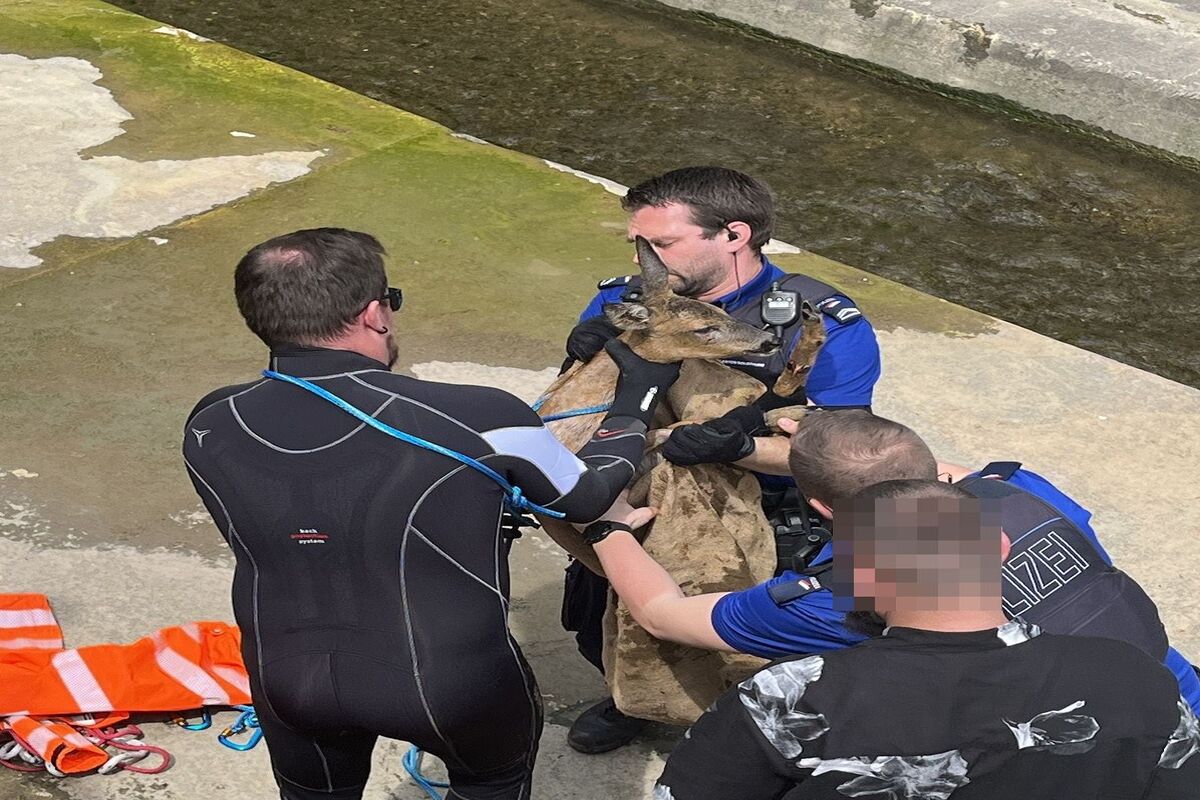 Olten Solothurn - Polizisten retten jungem Reh das Leben