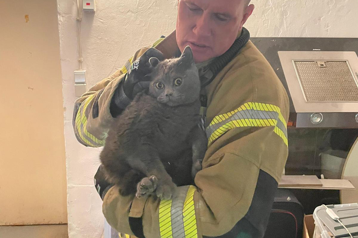 Detmold – Feuerwehr befreit Katze aus Mauerwerk