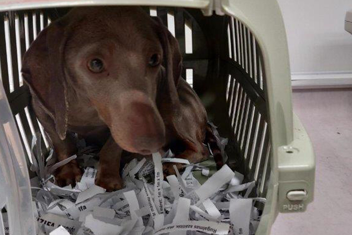 Breitenau – Bundespolizei stoppt Transport mit acht Hunden