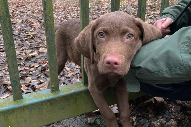 Herdecke – Hundewelpe gerettet!