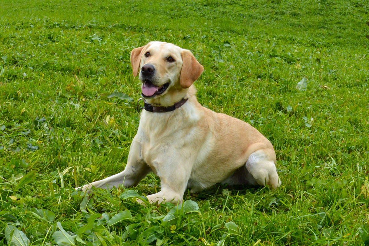 Luzern - Polizei nimmt mutmasslichen Drogendealer fest