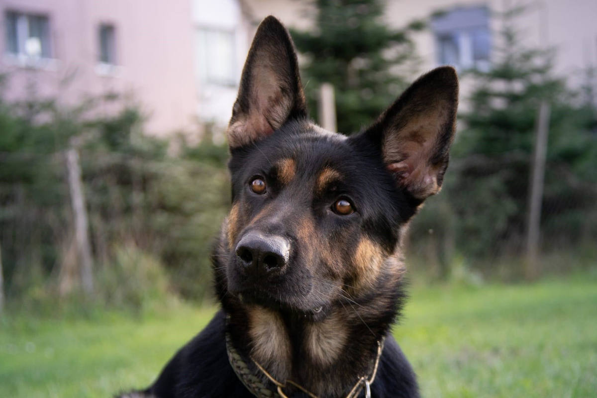 Oberengstringen ZH – Mehrere Personen verletzt - Täter verhaftet