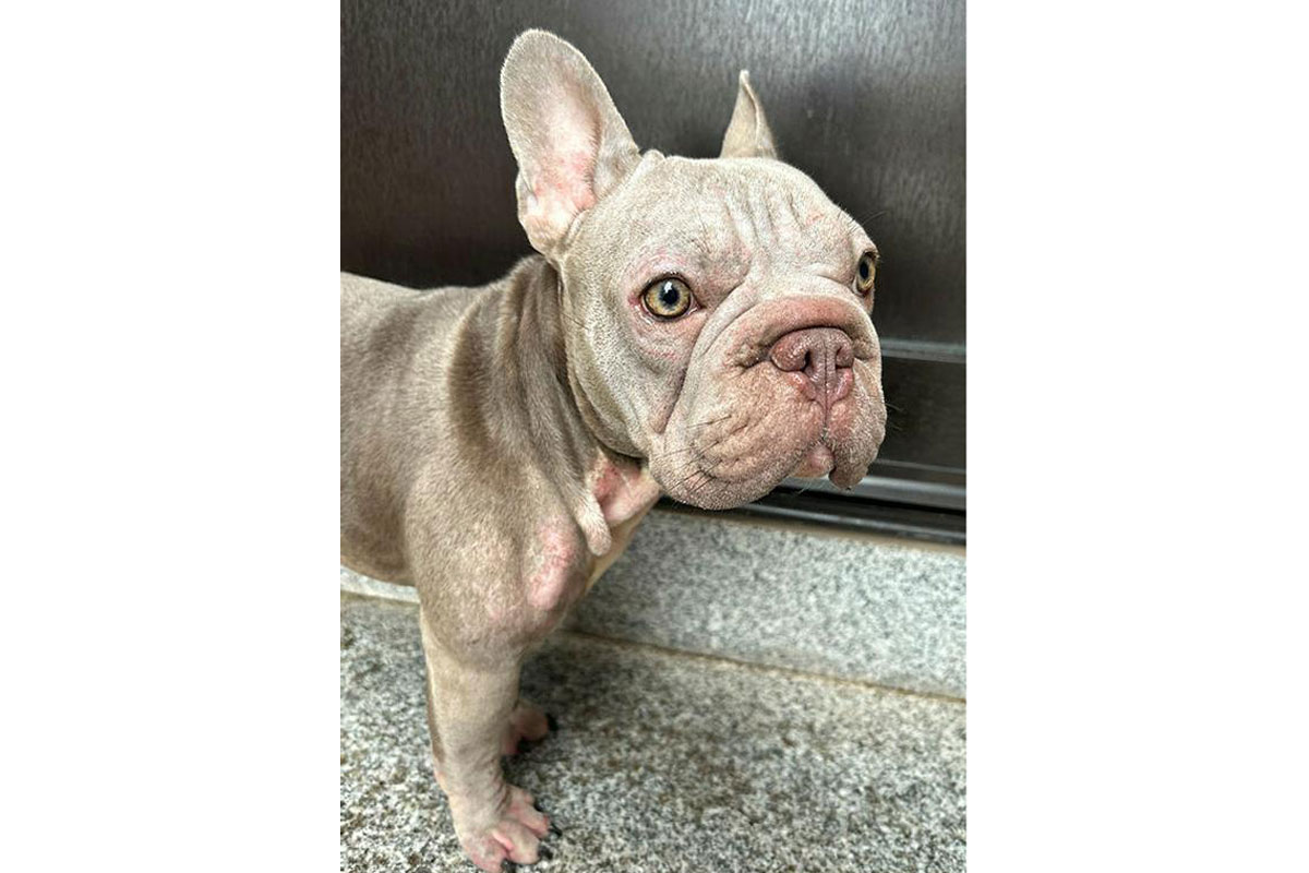 Saalfeld – Hund im Wald zurückgelassen