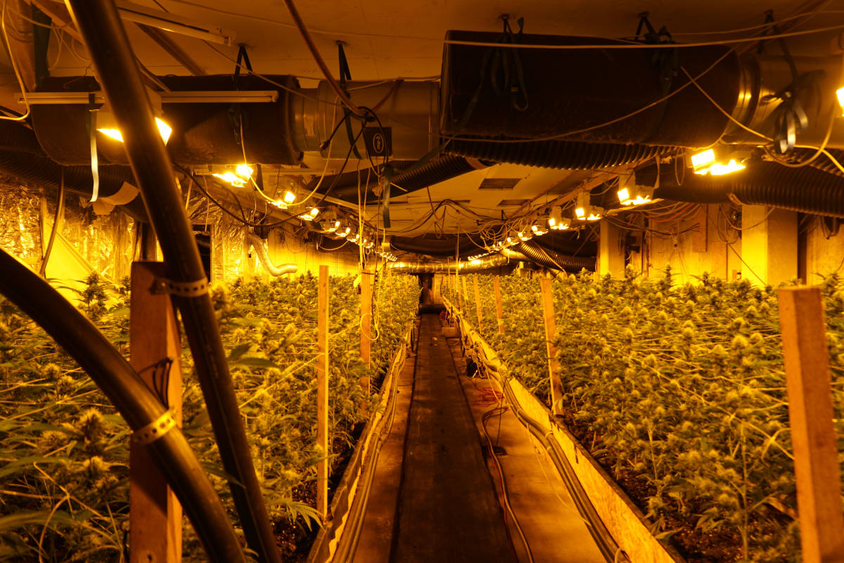 Thal SG und St.Gallen – 8’700 Pflanzen und über 300 Kilogramm Marihuana sichergestellt