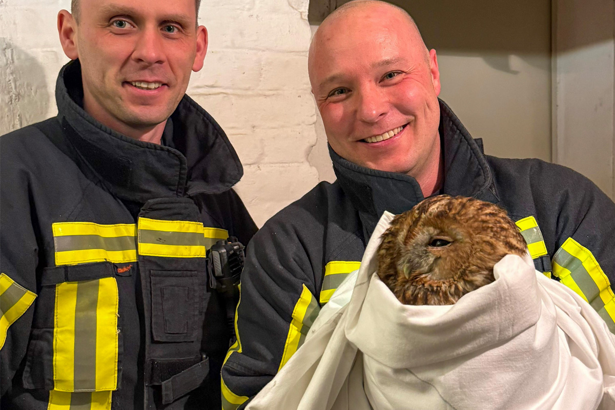 Bochum – Waldkauz aus Heizungskeller befreit