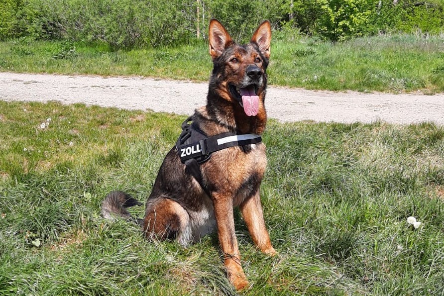 Potsdam –  "Emilia" findet Schmuggelware