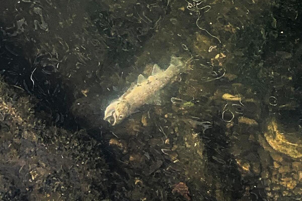 Seuzach ZH - Mehrere hundert Fische nach einer Gewässerverschmutzung  verendet 