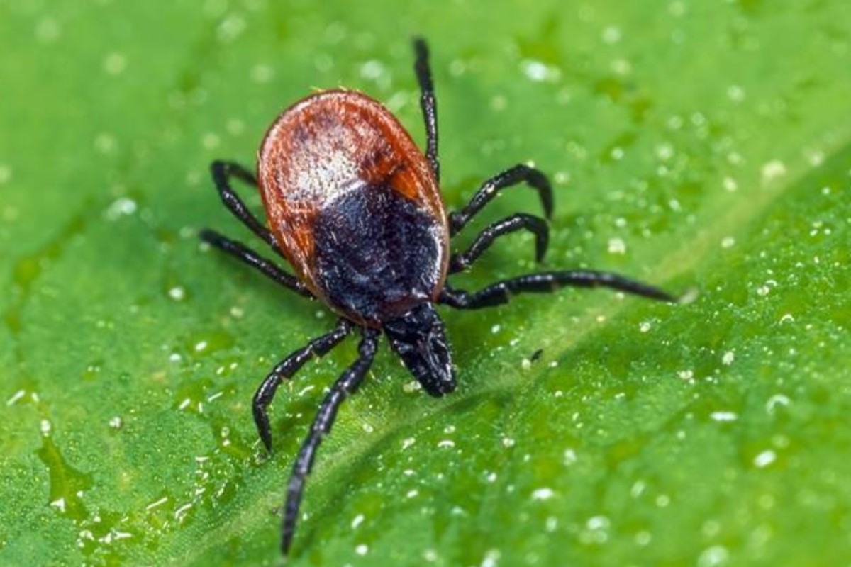 Gefahr durch Zecken - Deutlich mehr Zeckenbisse