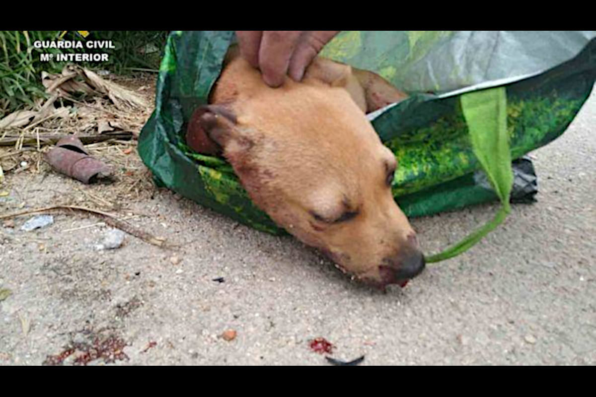 Halbtoter Welpe in Müllcontainer entsorgt - Täter konnte nun überführt werden