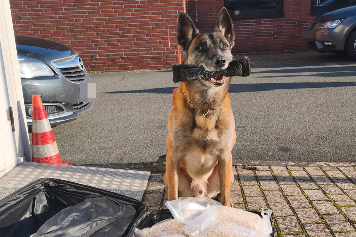 Beverungen – Polizeihund entdeckt 65 Kilogramm Drogen