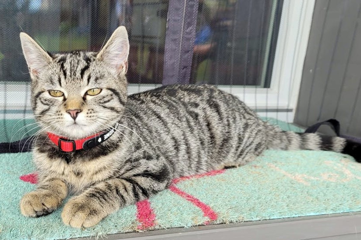 Niederhünigen BE - Katze verletzt aufgefunden und musste eingeschläfert werden - Tierhasser am Werk?