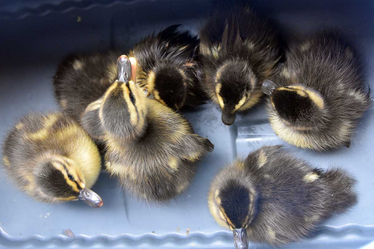 Wien - Feuerwehr rettet mehrere Entenküken
