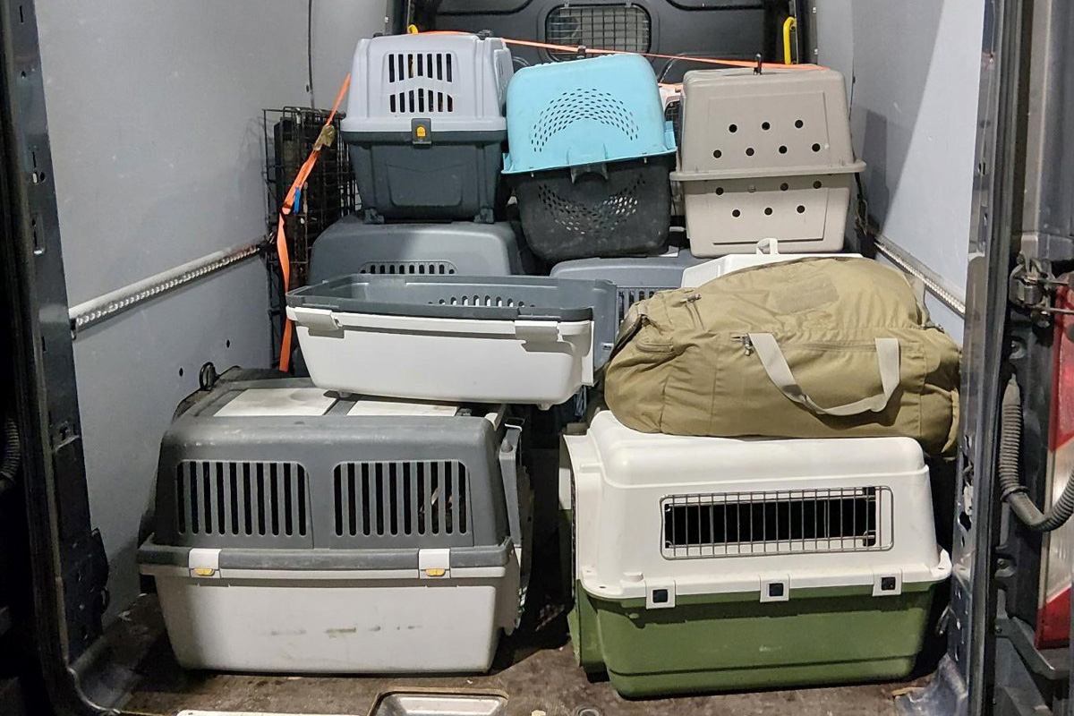 Bärnau – Mutmaßlich illegaler Tiertransport an Grenze entdeckt