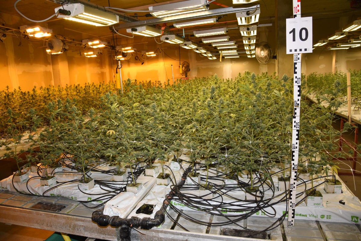 Altendorf SZ - Fünf Männer des Drogenanbaus beschuldigt