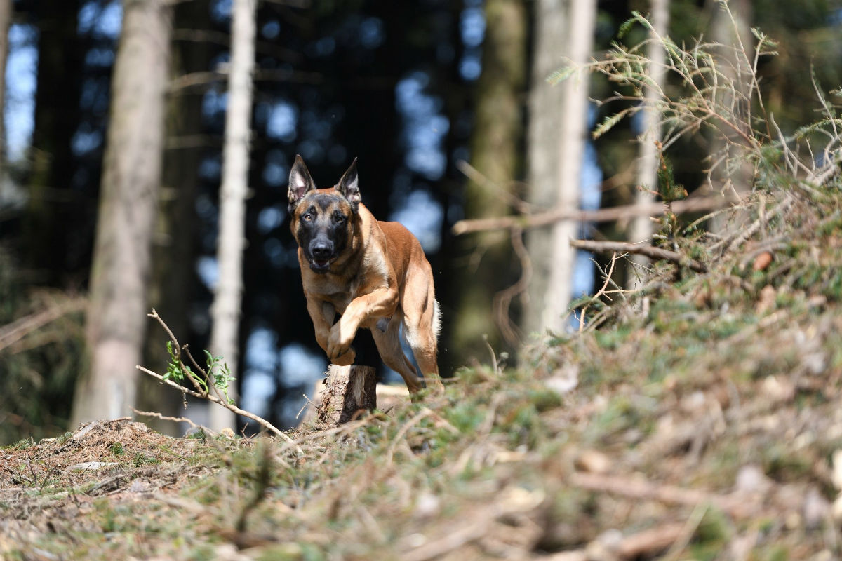Zug ZG - Polizeihund findet gestohlene Handtasche