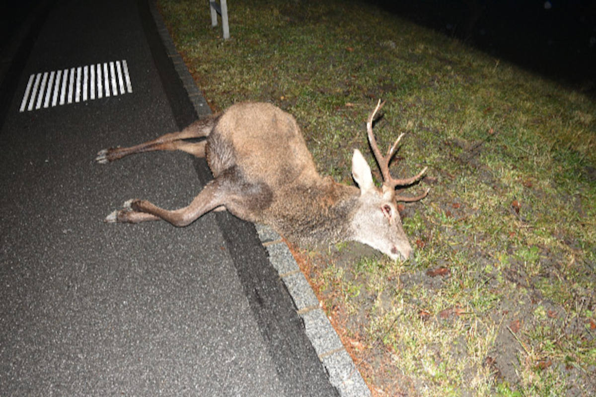 Nendeln FL - Hirsch bei Wildunfall verendet