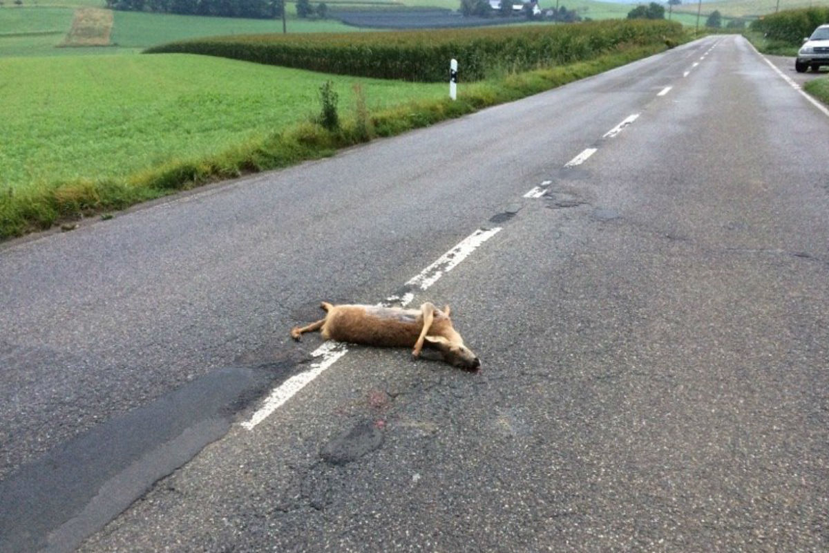 Streusalzresten werden zur tödlichen Gefahr für Wildtiere