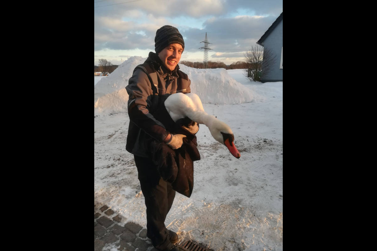 Lage – Schwan nach Flug in Hochspannungsleitung abgestürzt