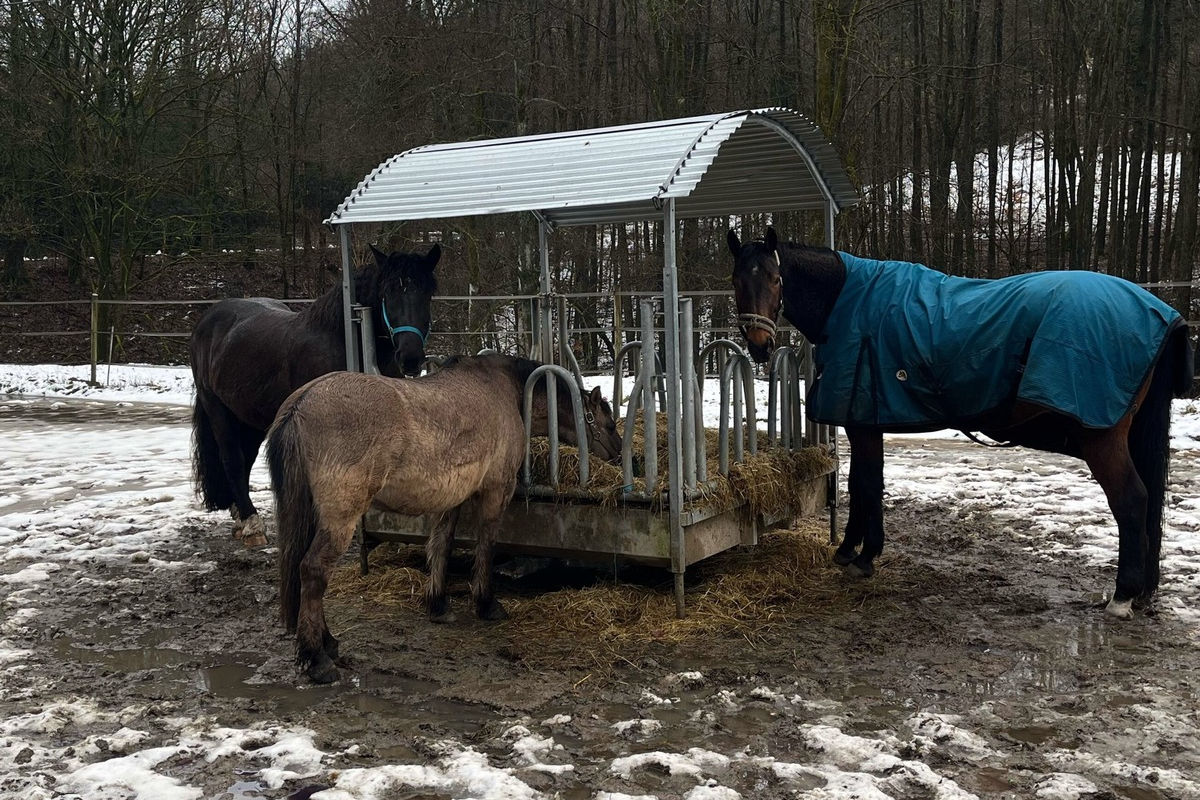 A45 Lüdenscheid – Pferde laufen auf Autobahn