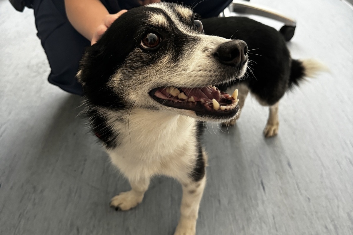 Hamburg - Hündin am Bahnhof gestohlen