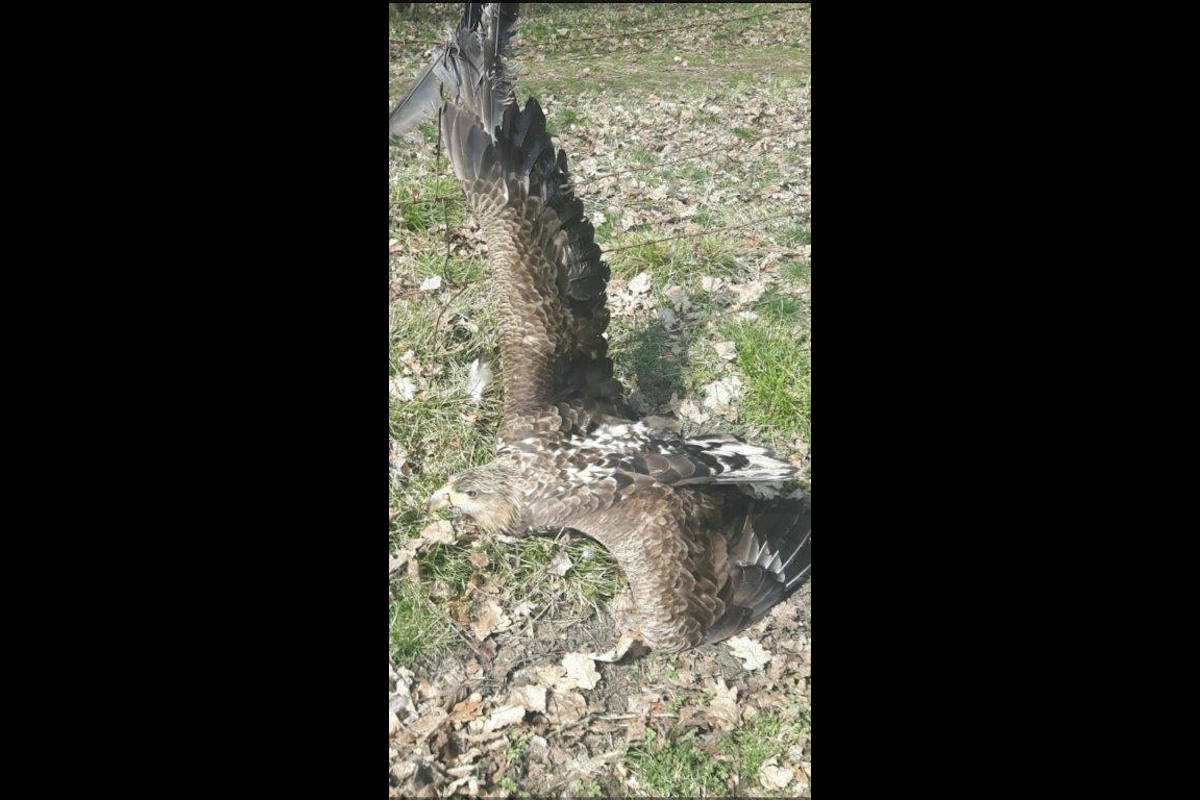 Linstow – Seeadler aus Wildschutzzaun gerettet
