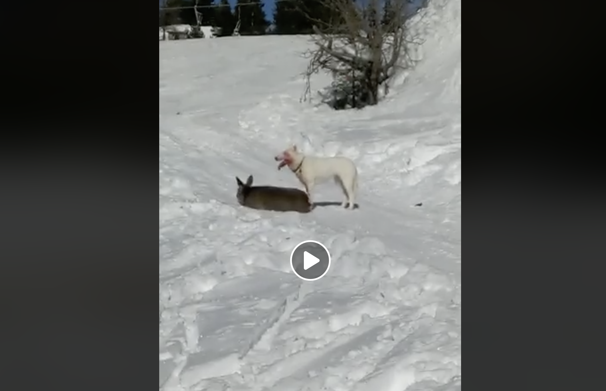 Hund reisst auf der Skipiste ein Reh