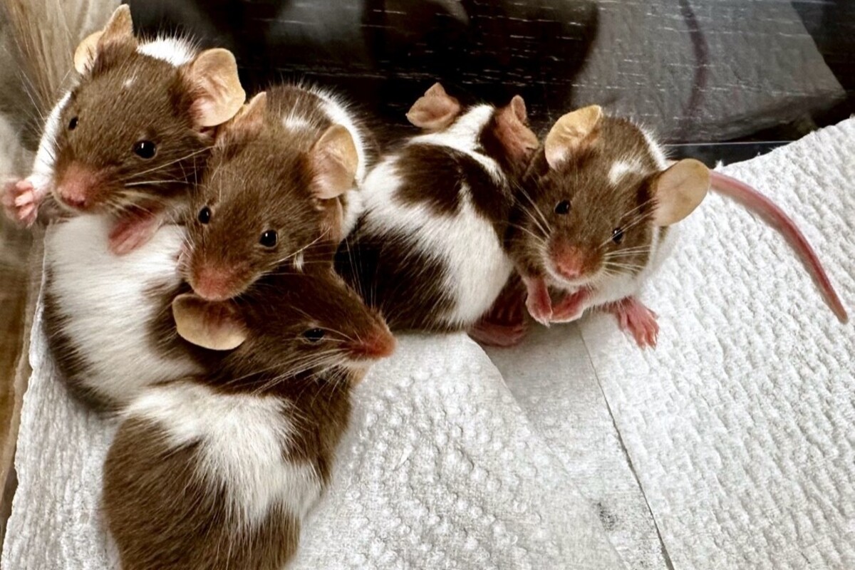 St.Gallen - Wer hat diese Farbmäuse ausgesetzt?