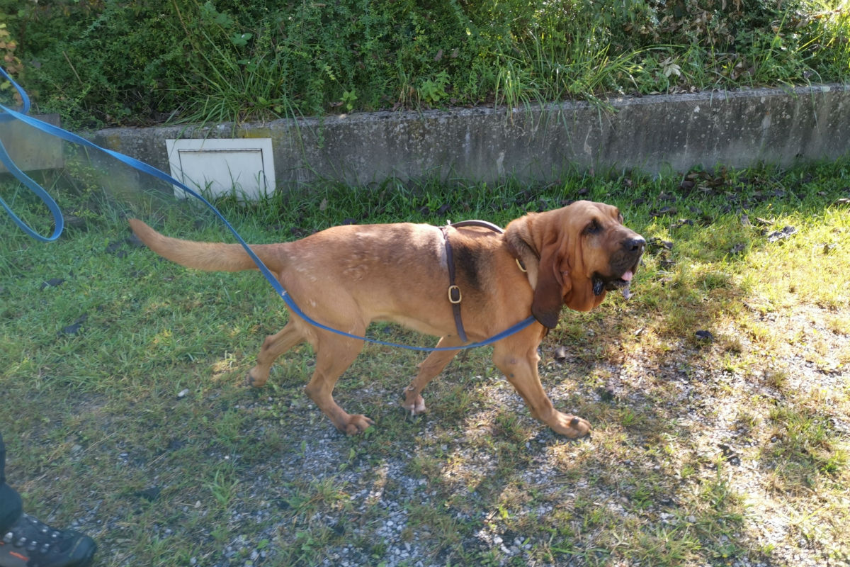 St. Gallen SG - Polizeihündin findet Vermisste auf