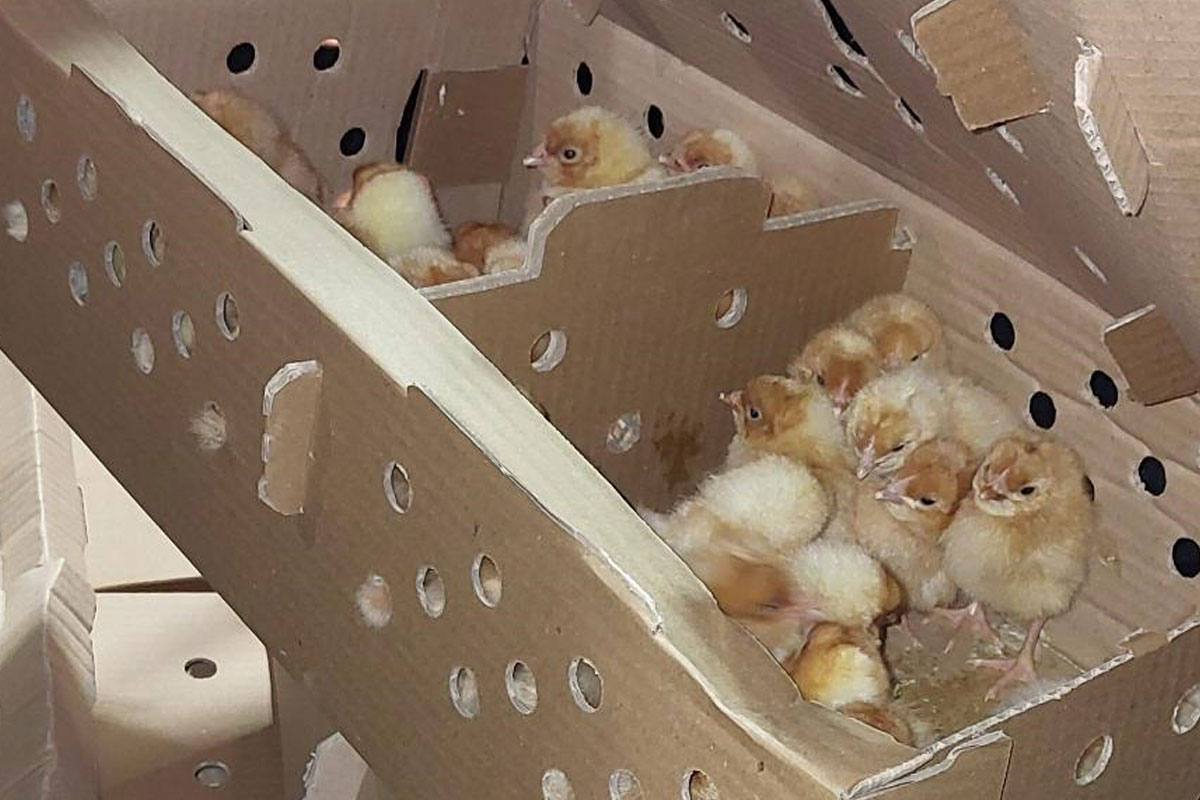 Bienwald – Transport mit über 1000 Küken bei Grenzkontrolle