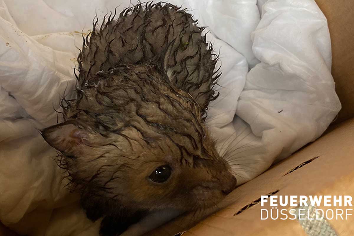 Düsseldorf - Schreiendes Fuchsbaby gerettet!