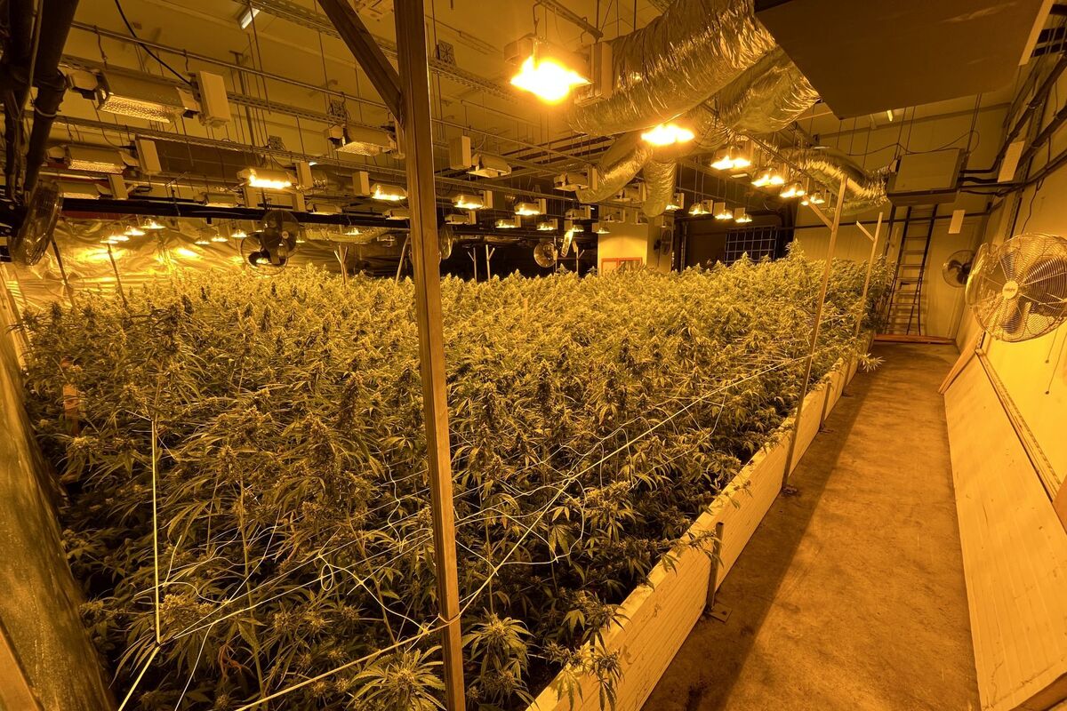 Therwil BL - Hanf-Indooranlage mit über 4’000 Hanfpflanzen ausgehoben 
