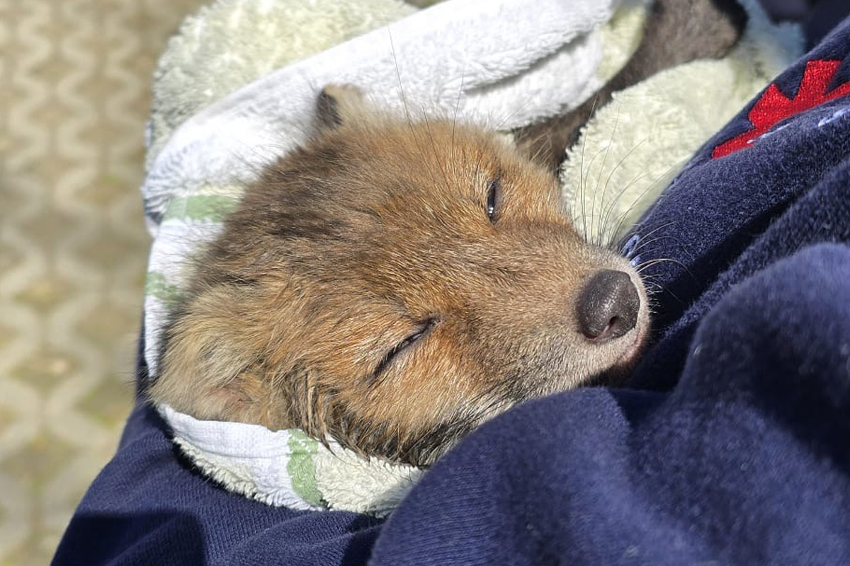 Stuttgart – Fuchs aus Abwasserkanal gerettet – Weiteres Tier tot