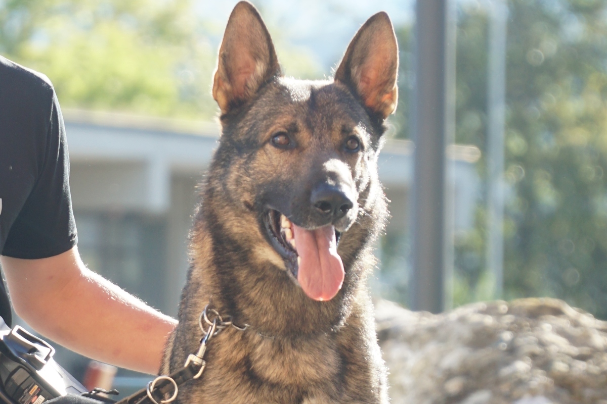 Sargans SG - Diensthund "Erol von Hunnenkönig" hilft Einbrecher zu stellen