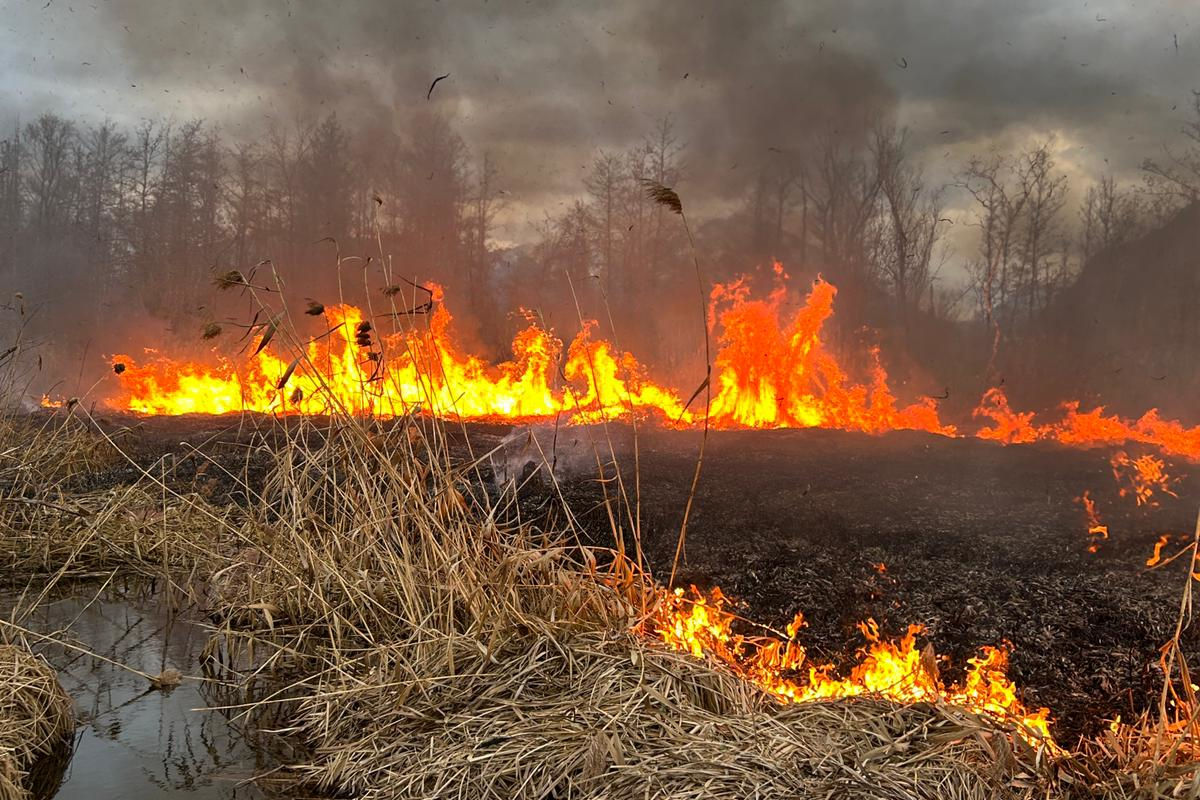 Grafenstein – Schilf im Naturschutzgebiet Althofen in Brand